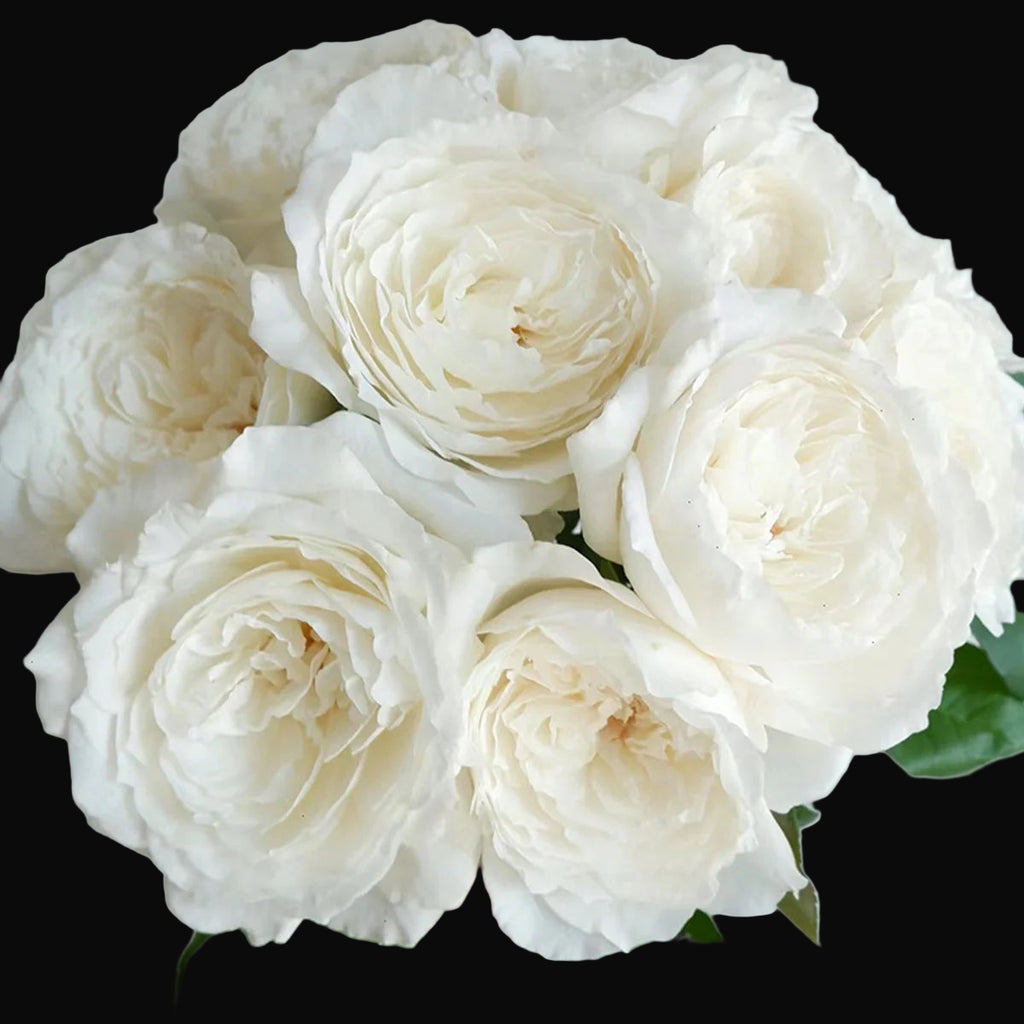 Princess Miyuki – Fragrant White Japanese Garden Rose (Own Root)