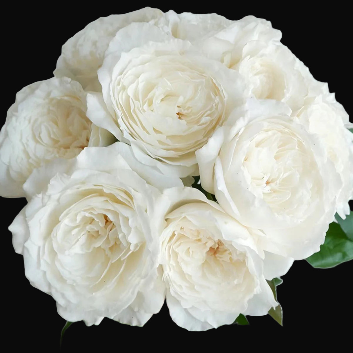 Princess Miyuki – Fragrant White Japanese Garden Rose (Own Root)
