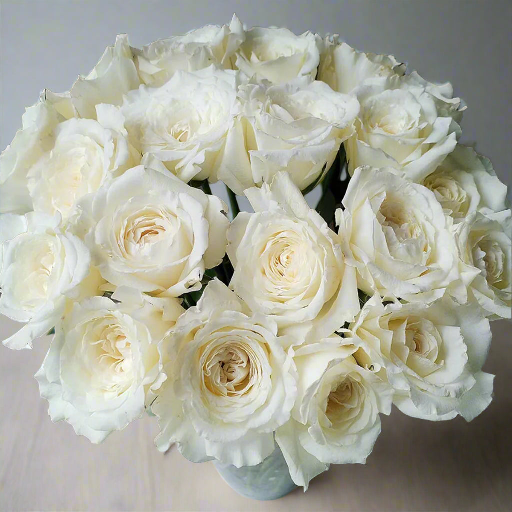 Princess Miyuki – Fragrant White Japanese Garden Rose (Own Root)