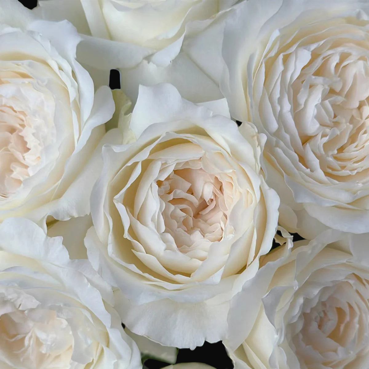 Princess Miyuki – Fragrant White Japanese Garden Rose (Own Root)