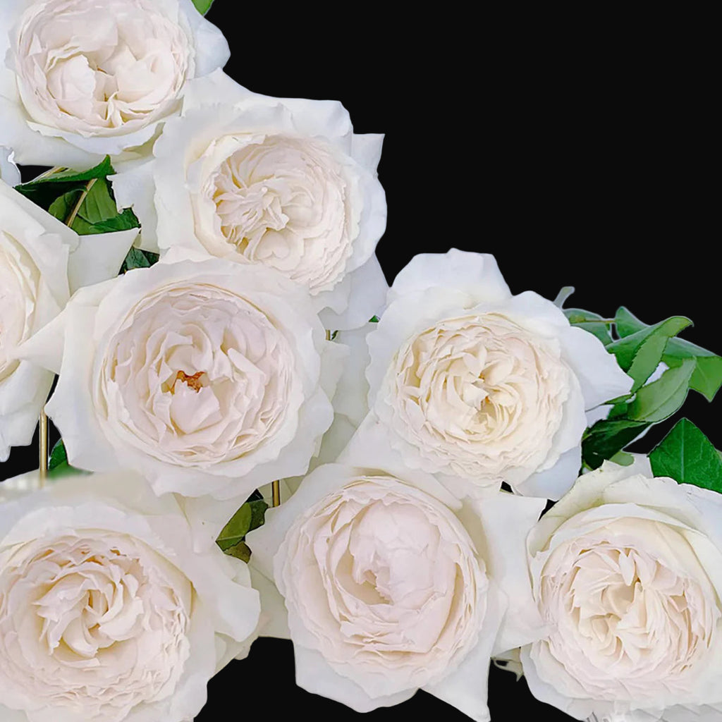 Princess Miyuki – Fragrant White Japanese Garden Rose (Own Root)