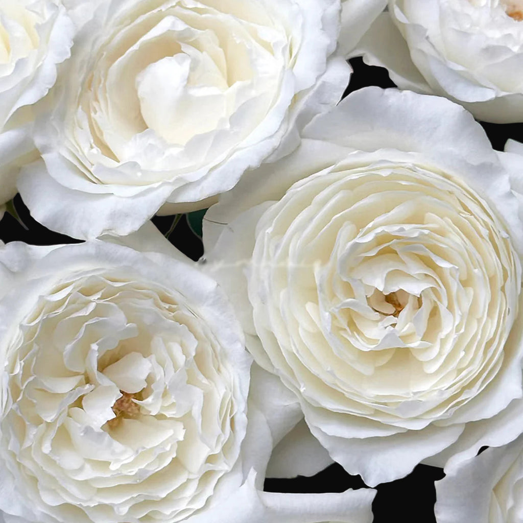 Princess Miyuki – Fragrant White Japanese Garden Rose (Own Root)