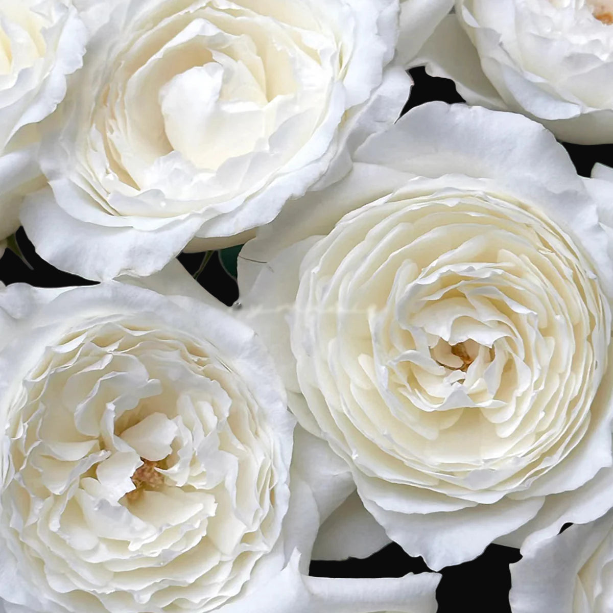 Princess Miyuki – Fragrant White Japanese Garden Rose (Own Root)