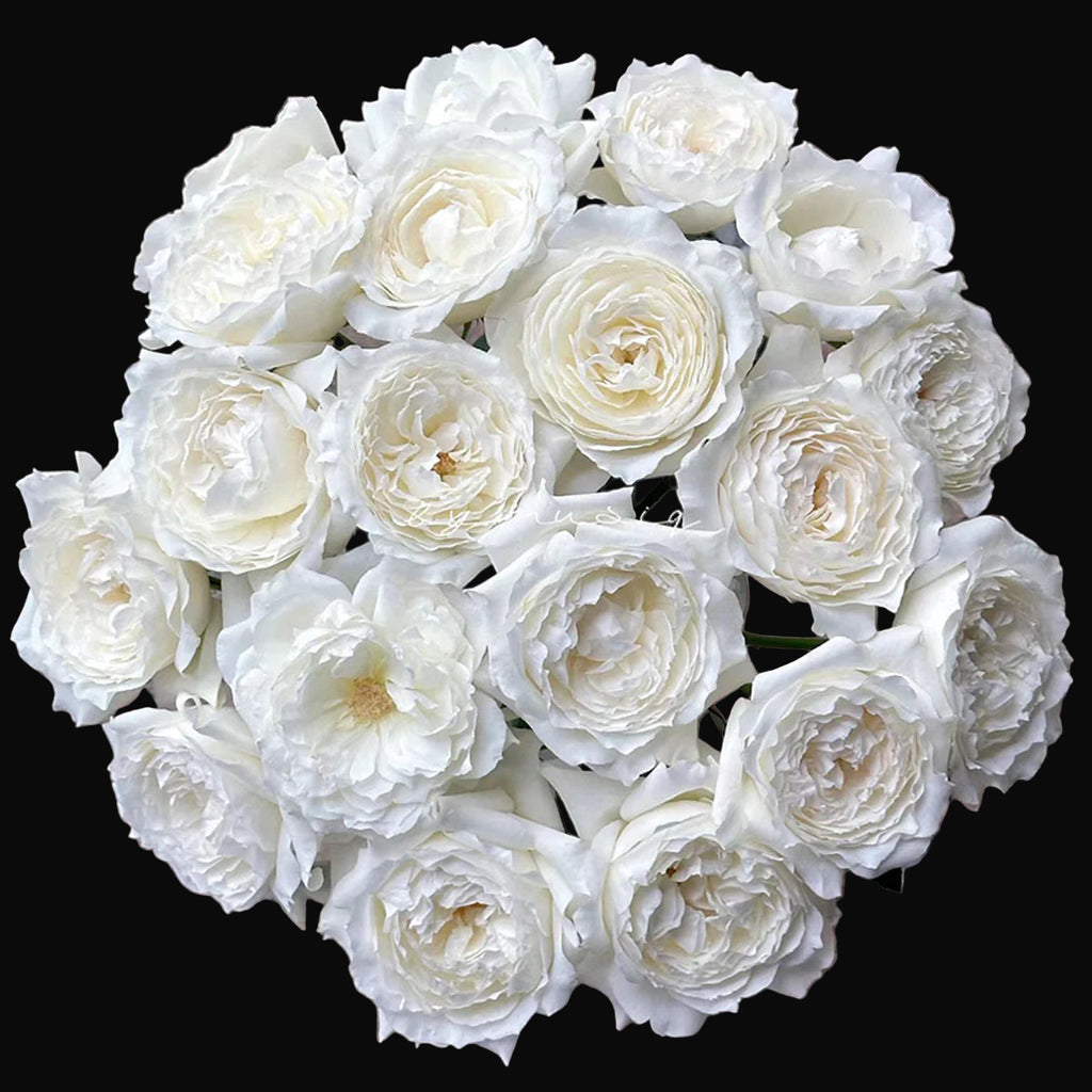 Princess Miyuki – Fragrant White Japanese Garden Rose (Own Root)
