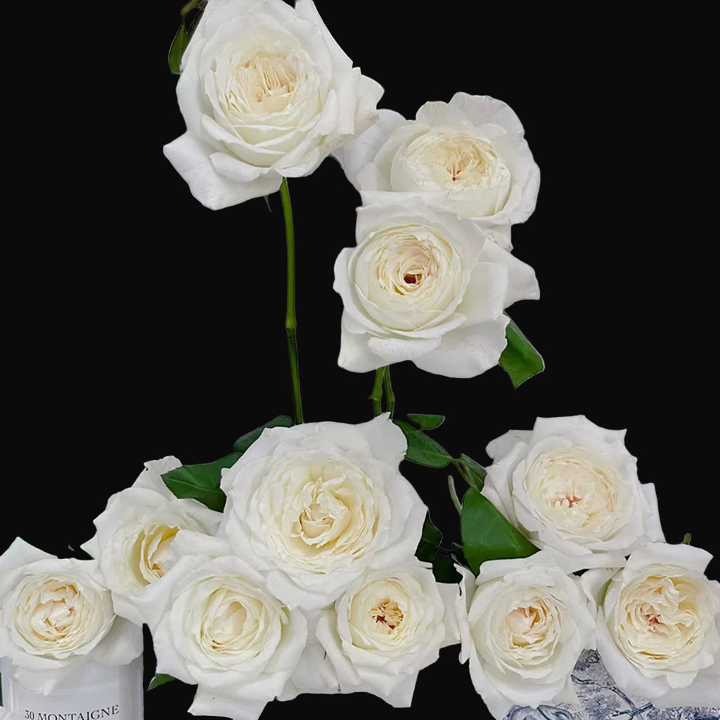 Princess Miyuki – Fragrant White Japanese Garden Rose (Own Root)