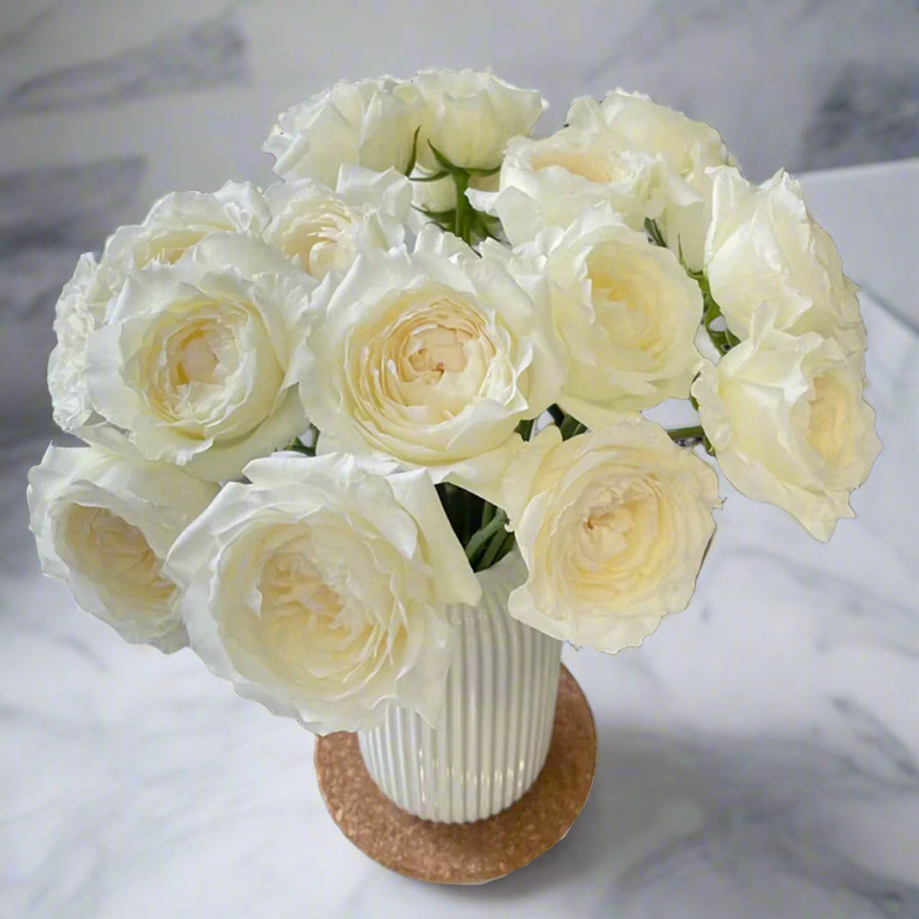 Princess Miyuki – Fragrant White Japanese Garden Rose (Own Root)