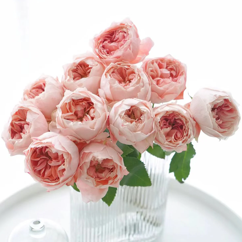 Garden Rose collection, Princess Sakura – Peach-Pink Japanese Garden Rose (Own Root)