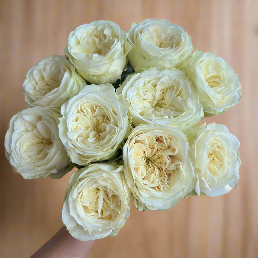 Priscilla – Apricot-Pink German Florist Rose (Own Root)
