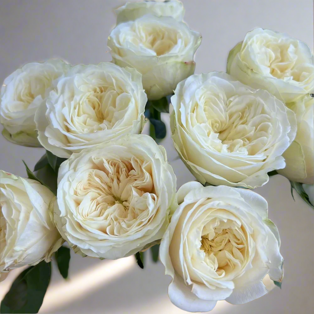 Priscilla – Apricot-Pink German Florist Rose (Own Root)