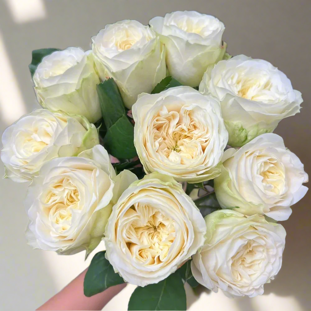 Priscilla – Apricot-Pink German Florist Rose (Own Root)