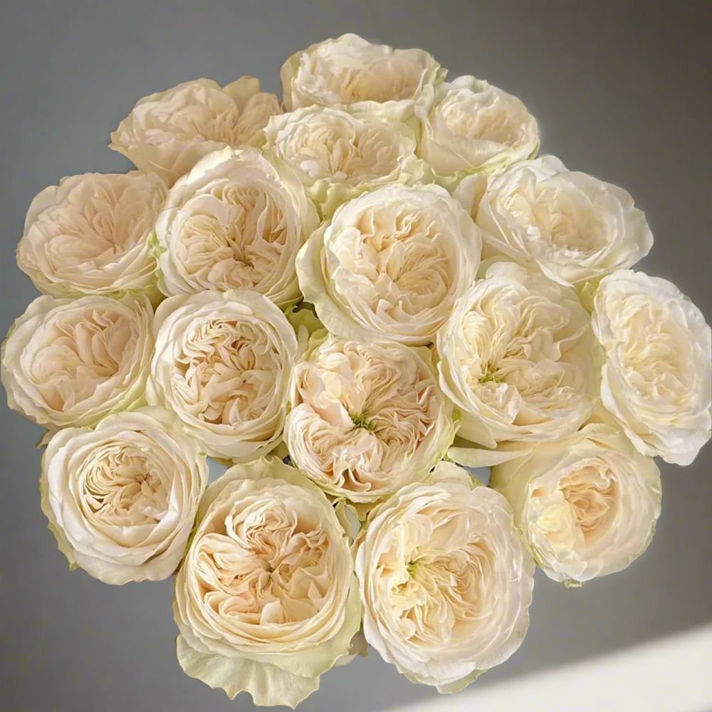 Priscilla – Apricot-Pink German Florist Rose (Own Root)