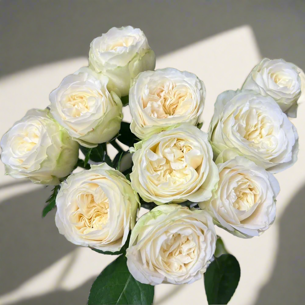 Priscilla – Apricot-Pink German Florist Rose (Own Root)