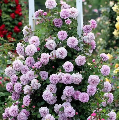 Rainy Blue – Lavender German Climbing Rose (Own Root)