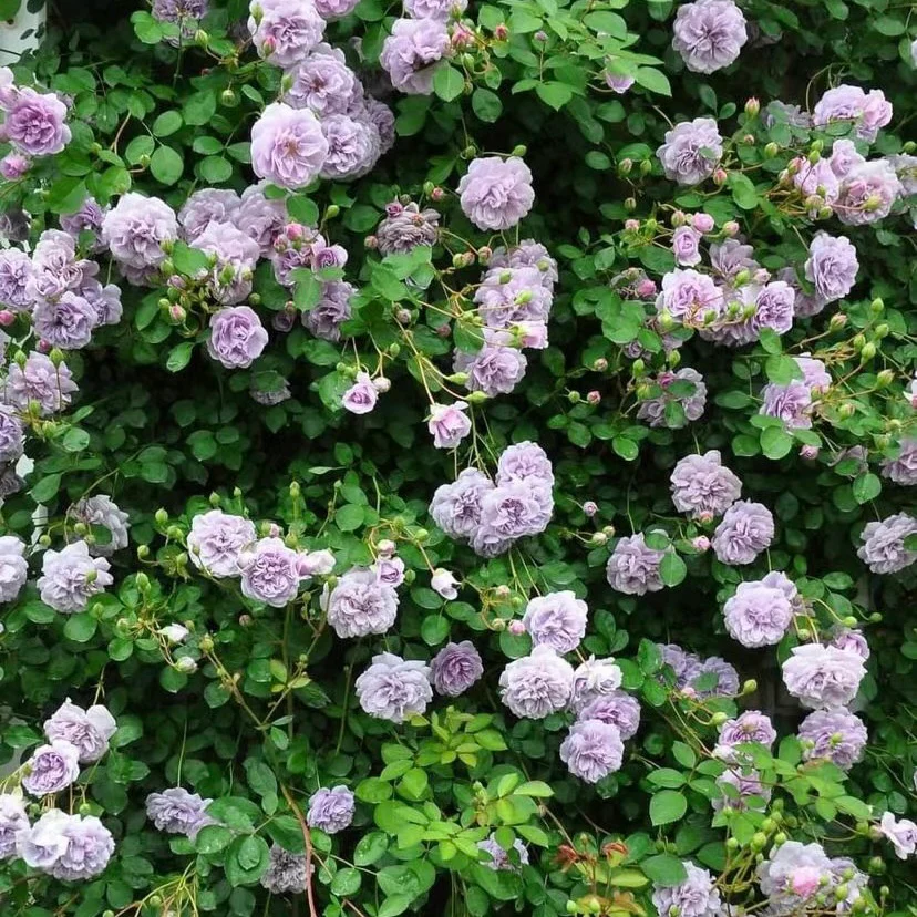 Rainy Blue – Lavender German Climbing Rose (Own Root)