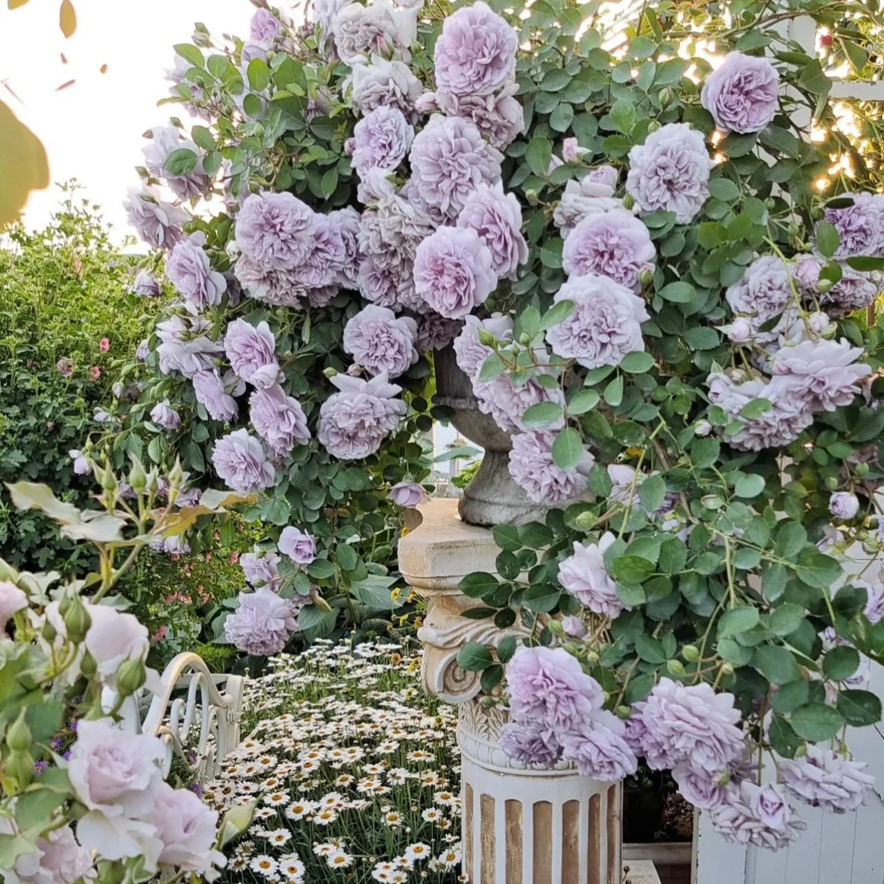 Rainy Blue – Lavender German Climbing Rose (Own Root)