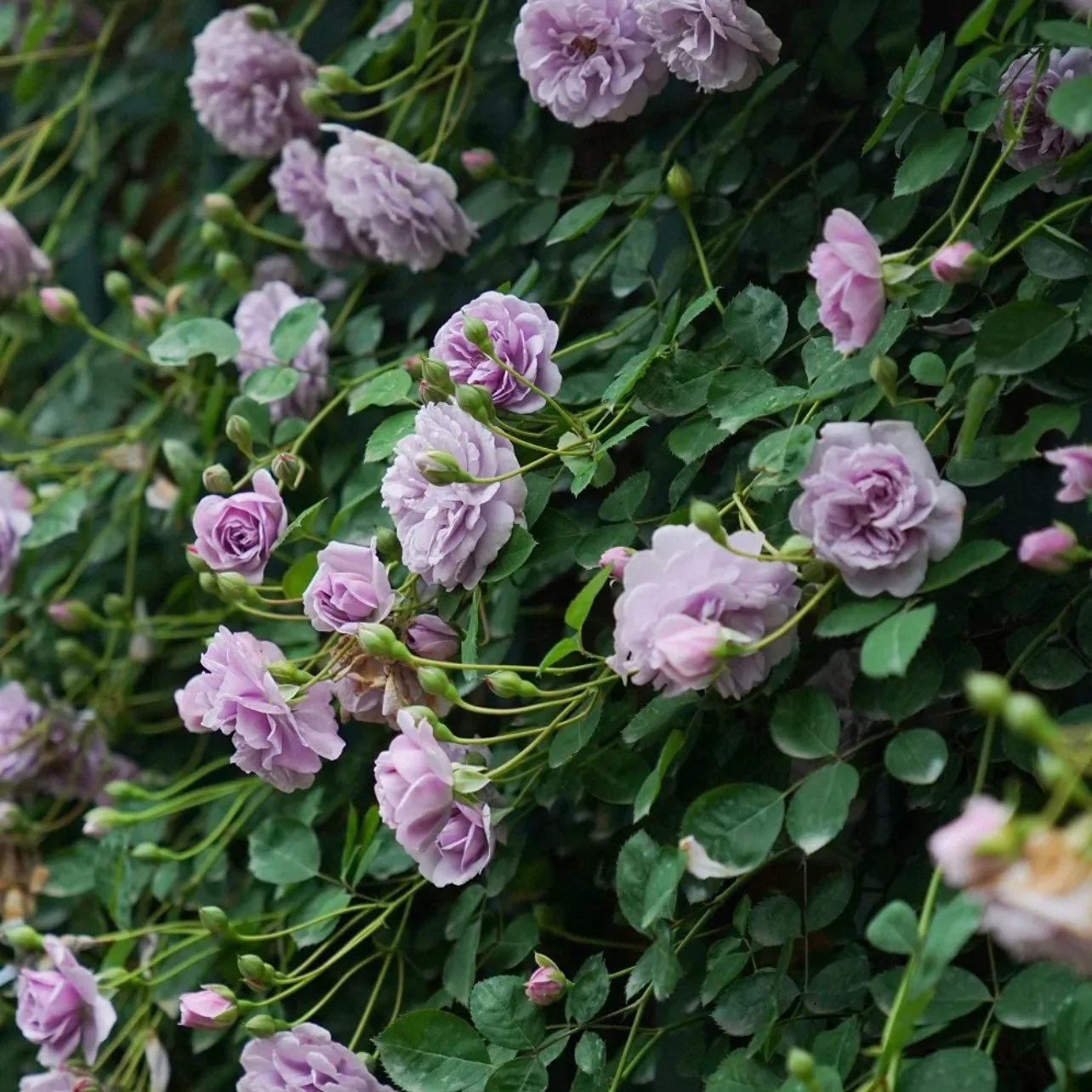 Rainy Blue – Lavender German Climbing Rose (Own Root)