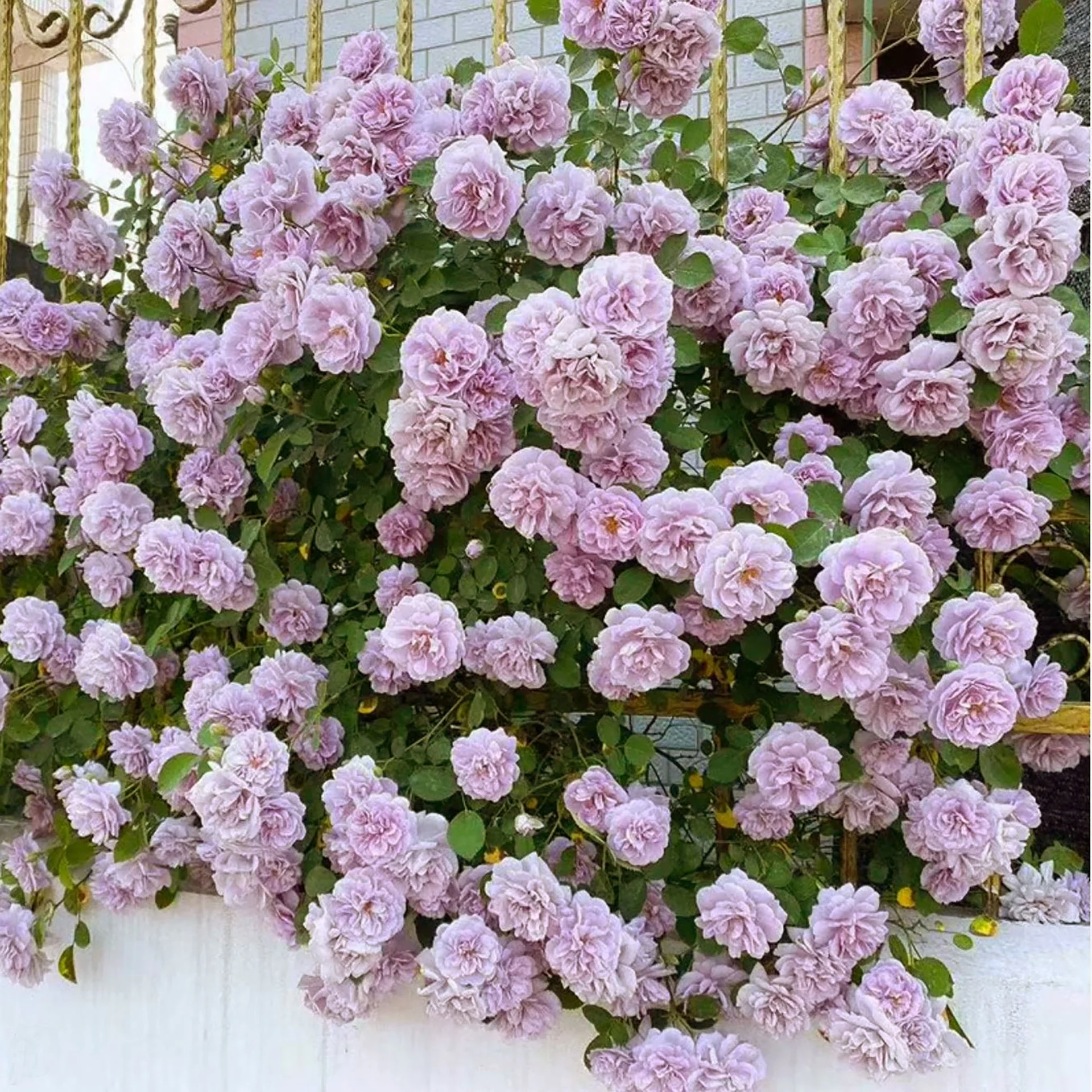 Rainy Blue – Lavender German Climbing Rose (Own Root)