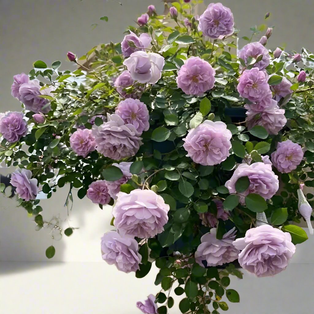 Rainy Blue – Lavender German Climbing Rose (Own Root)