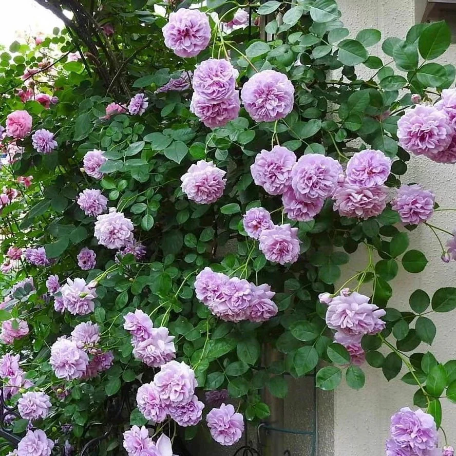Rainy Blue – Lavender German Climbing Rose (Own Root)