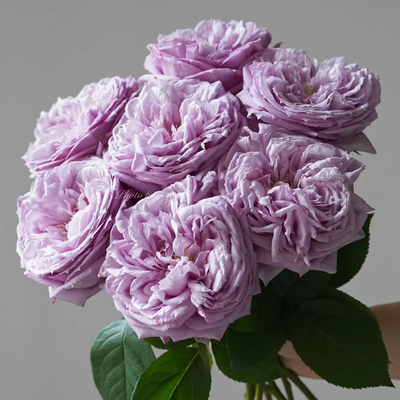 Repartil – Fragrant Lavender Japanese Florist Rose (Own Root)