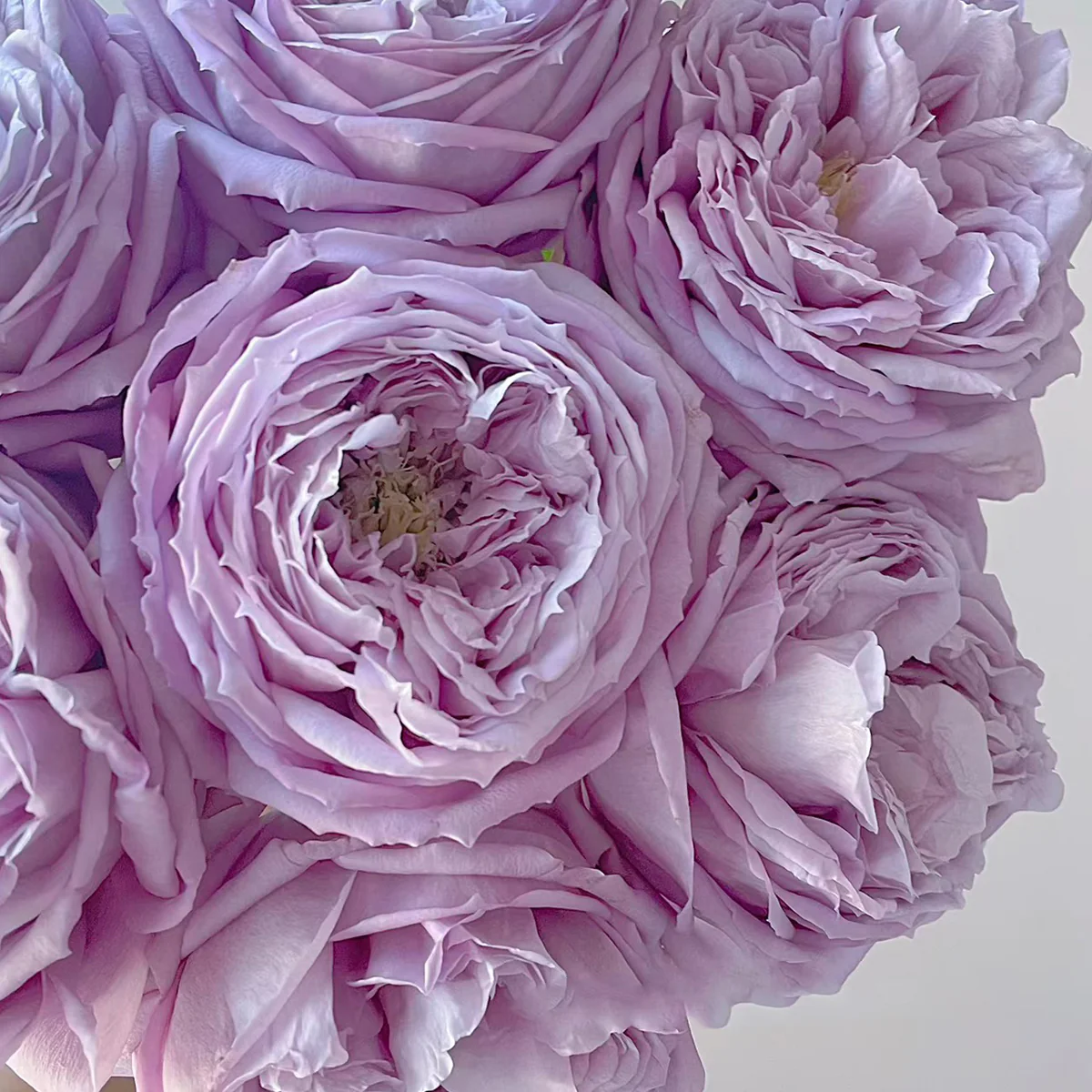 Repartil – Fragrant Lavender Japanese Florist Rose (Own Root)