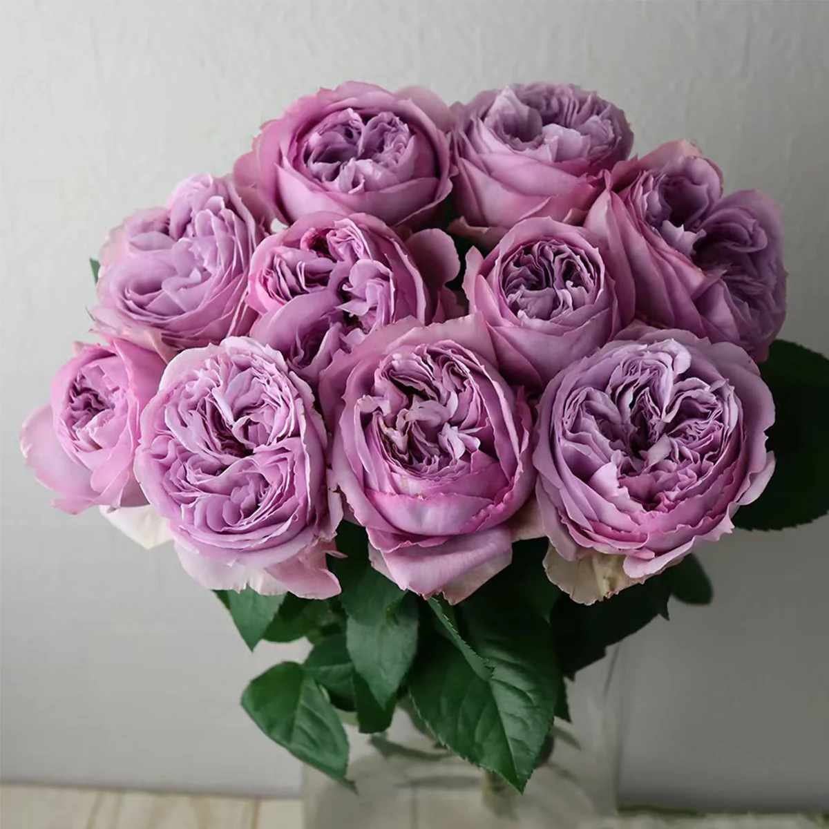 Repartil – Fragrant Lavender Japanese Florist Rose (Own Root)