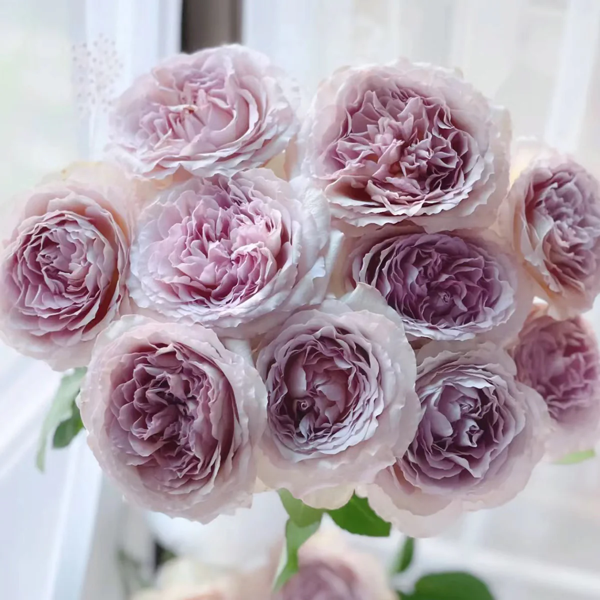 Repartil – Fragrant Lavender Japanese Florist Rose (Own Root)
