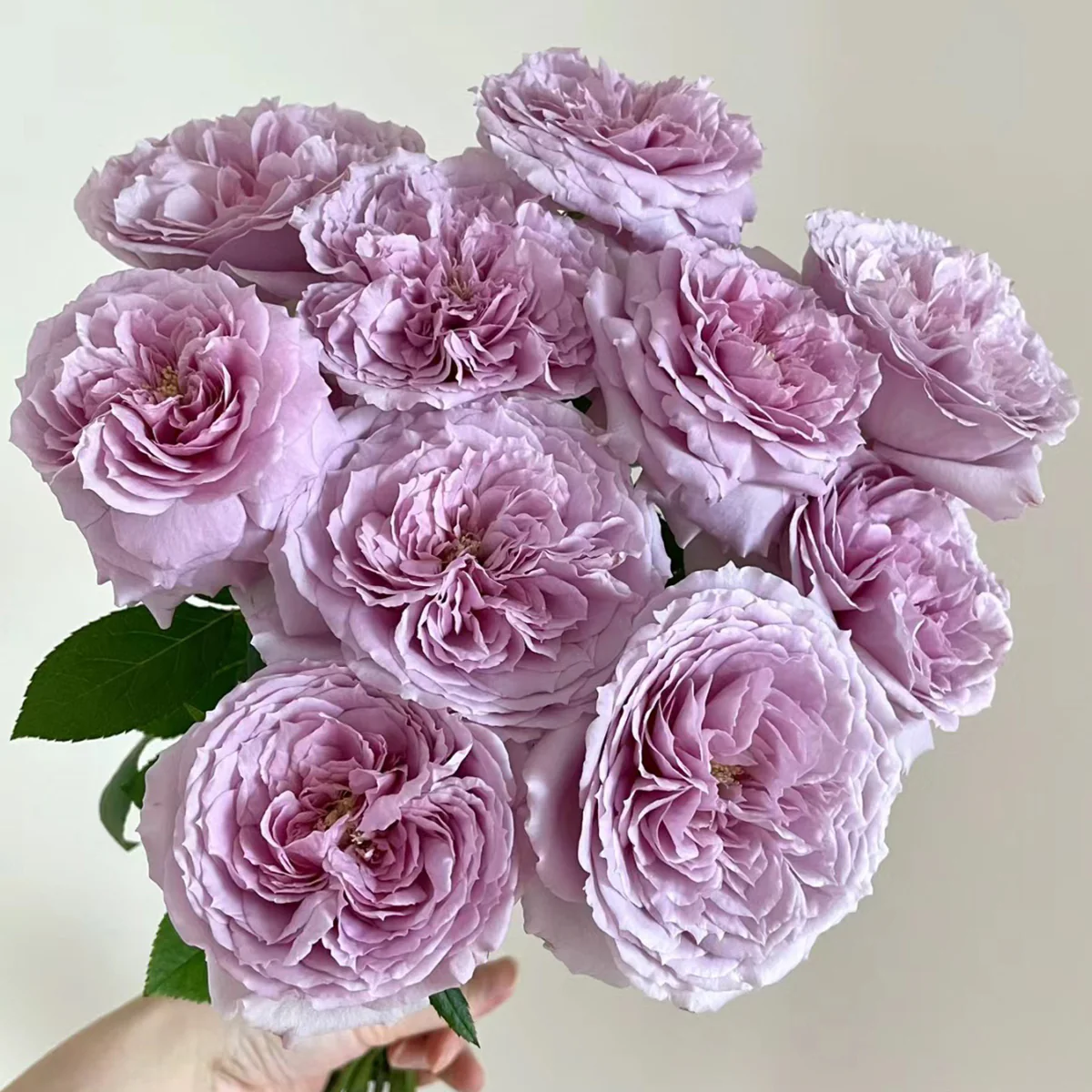 Repartil – Fragrant Lavender Japanese Florist Rose (Own Root)