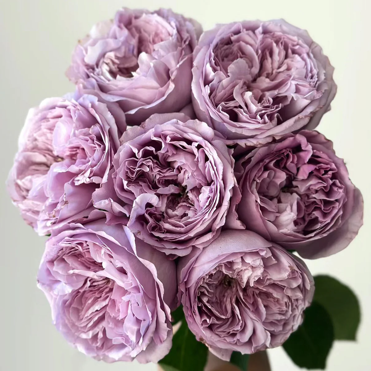 Repartil – Fragrant Lavender Japanese Florist Rose (Own Root)
