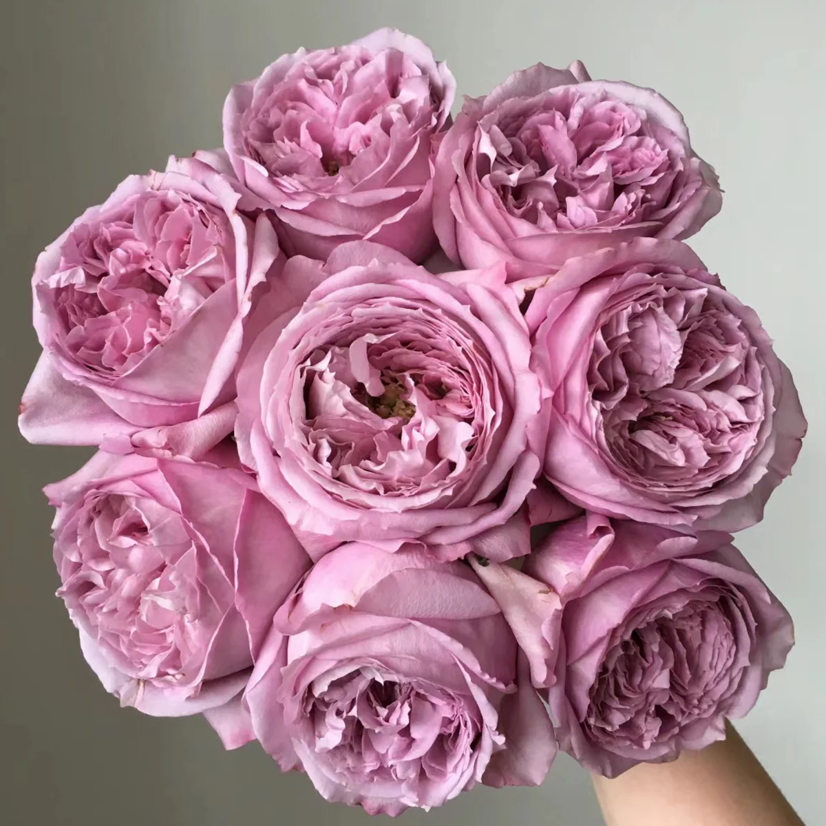 Repartil – Fragrant Lavender Japanese Florist Rose (Own Root)