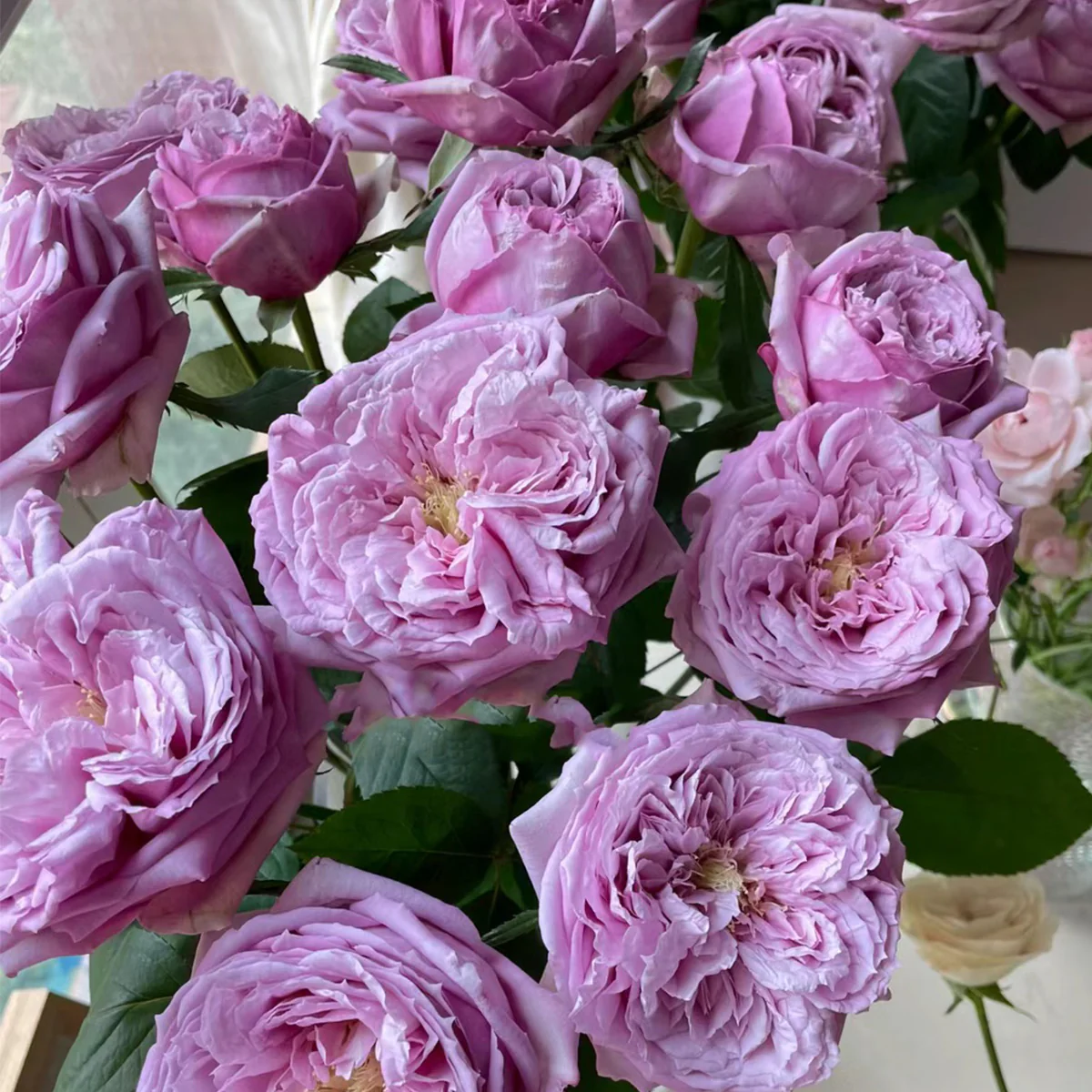 Repartil – Fragrant Lavender Japanese Florist Rose (Own Root)