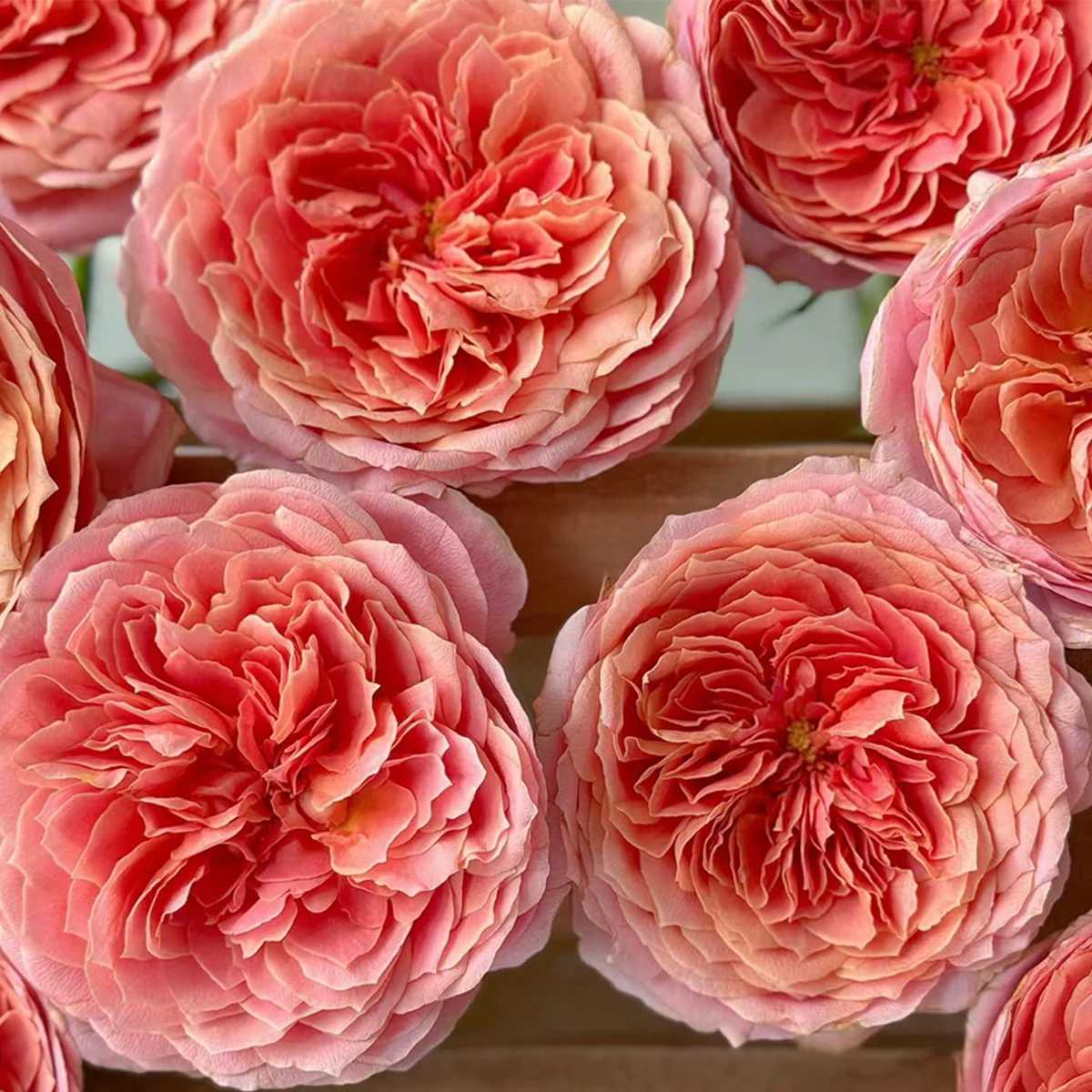 Romantic Antike – Dusty Pink German Garden Rose (Own Root)