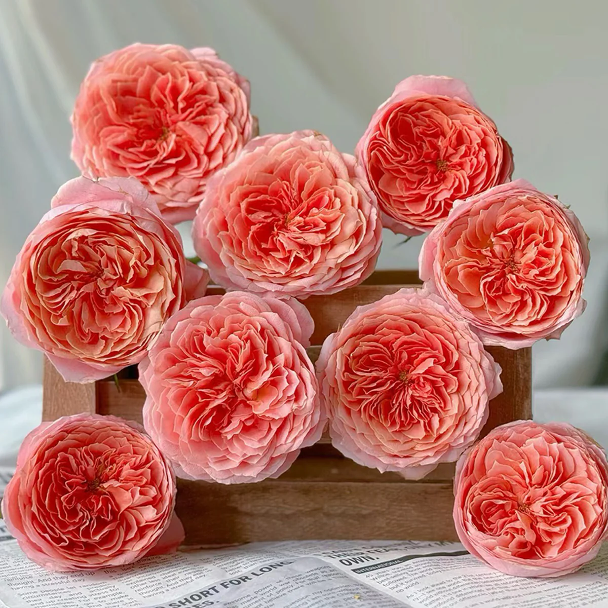 Romantic Antike – Dusty Pink German Garden Rose (Own Root)