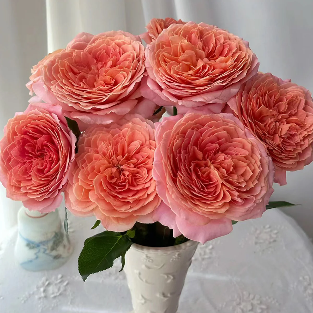 Romantic Antike – Dusty Pink German Garden Rose (Own Root)