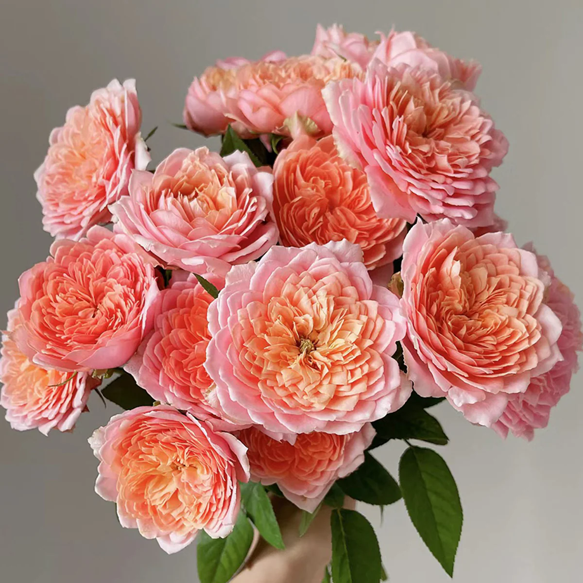 Romantic Antike – Dusty Pink German Garden Rose (Own Root)