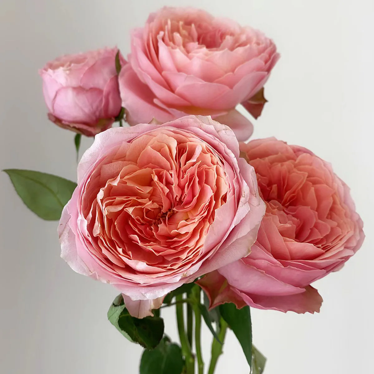 Romantic Antike – Dusty Pink German Garden Rose (Own Root)