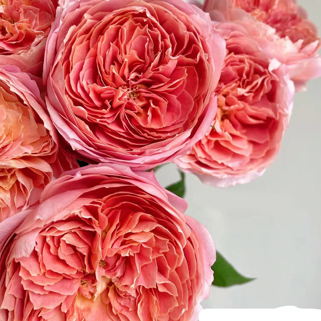 Romantic Antike – Dusty Pink German Garden Rose (Own Root)