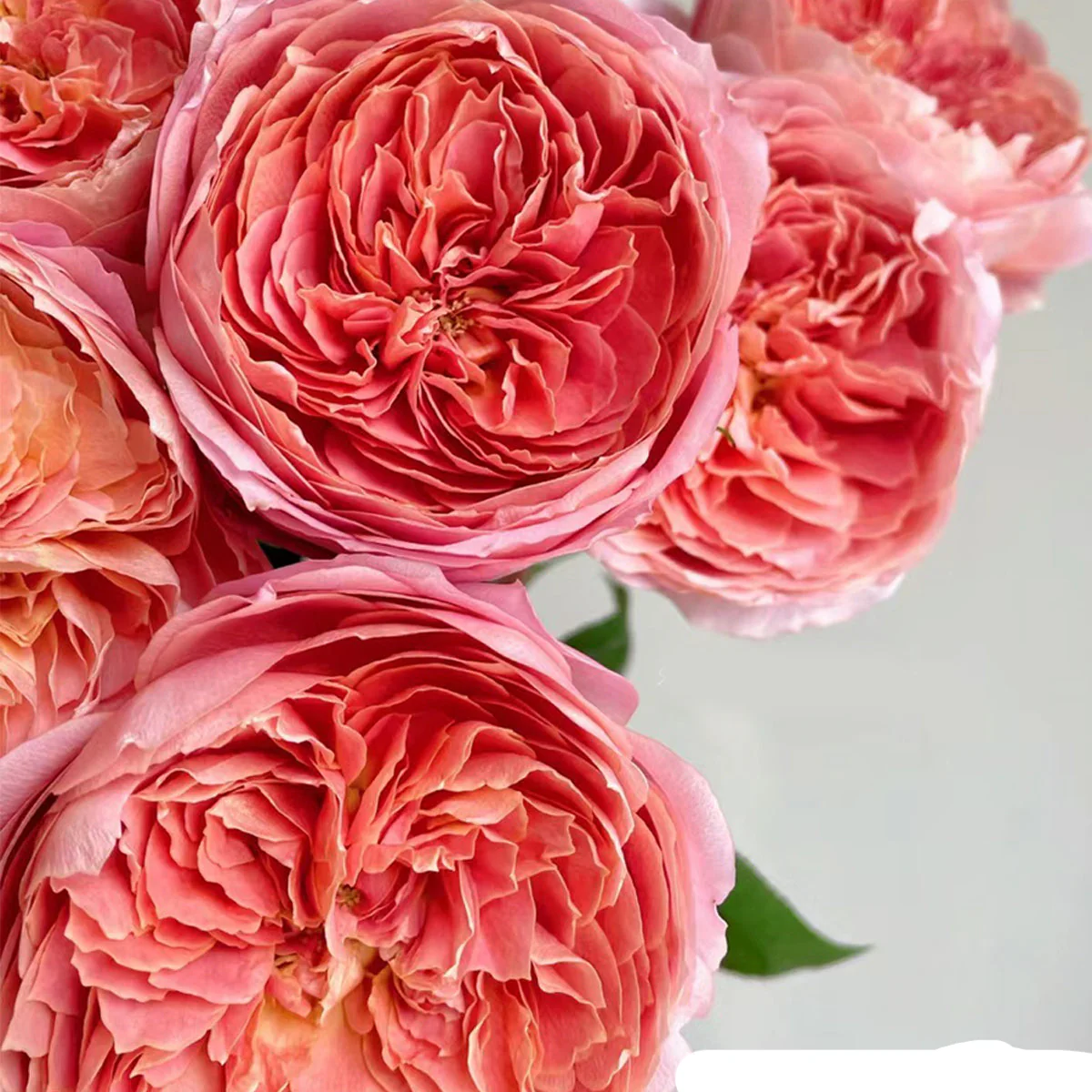 Romantic Antike – Dusty Pink German Garden Rose (Own Root)