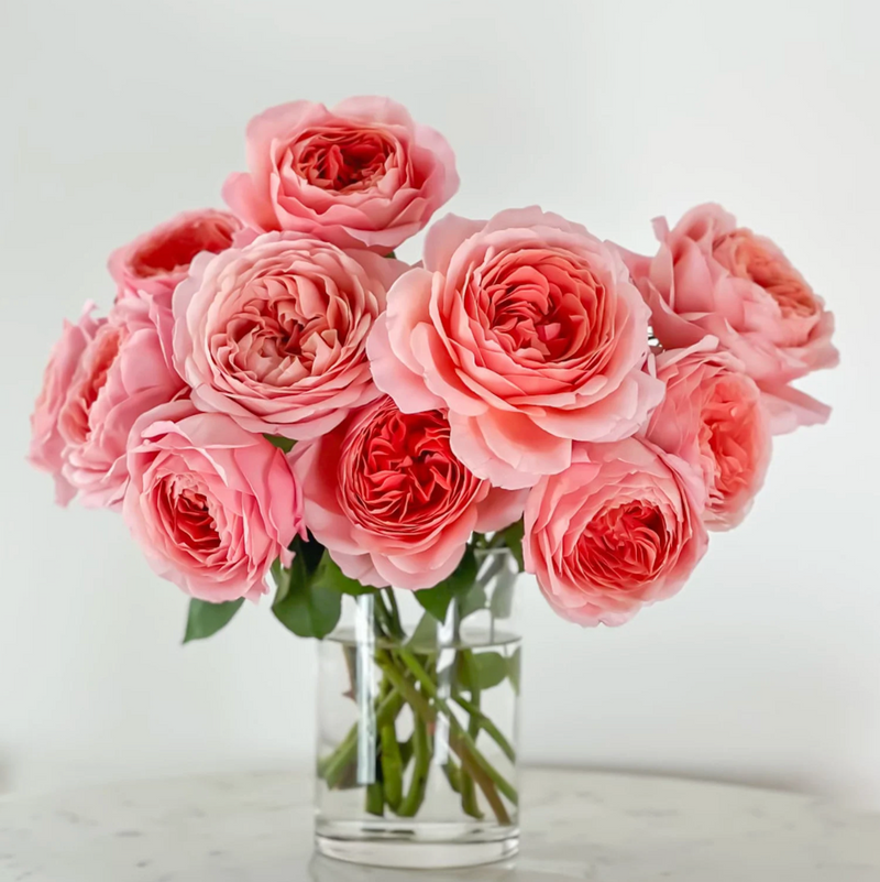 Garden Rose collection, Romantic Antike – Dusty Pink German Garden Rose (Own Root)