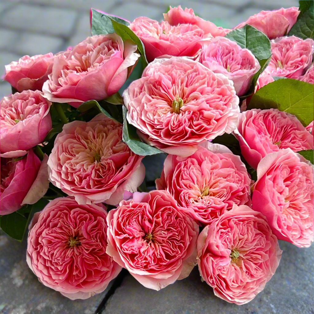 Romeo – Pink Chinese Florist Rose (Own Root)