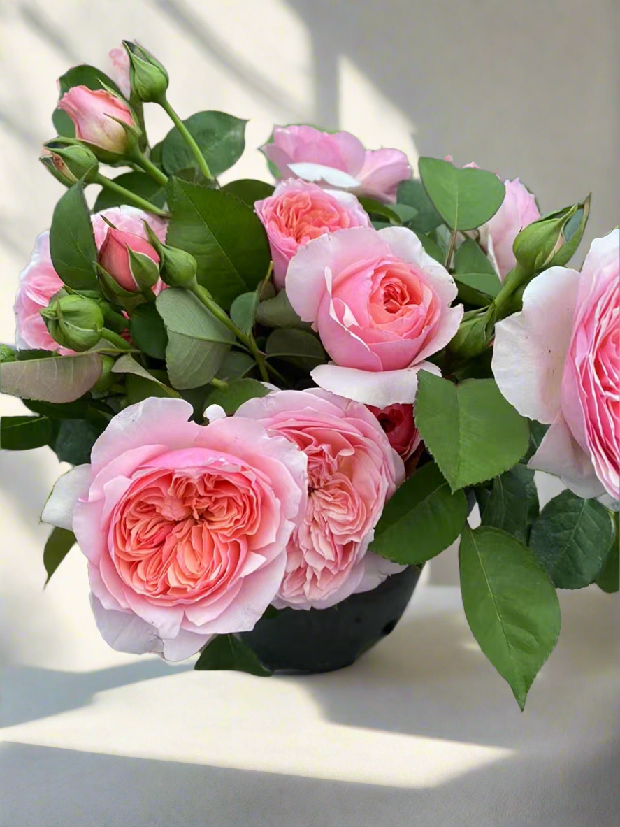 Romeo – Pink Chinese Florist Rose (Own Root)