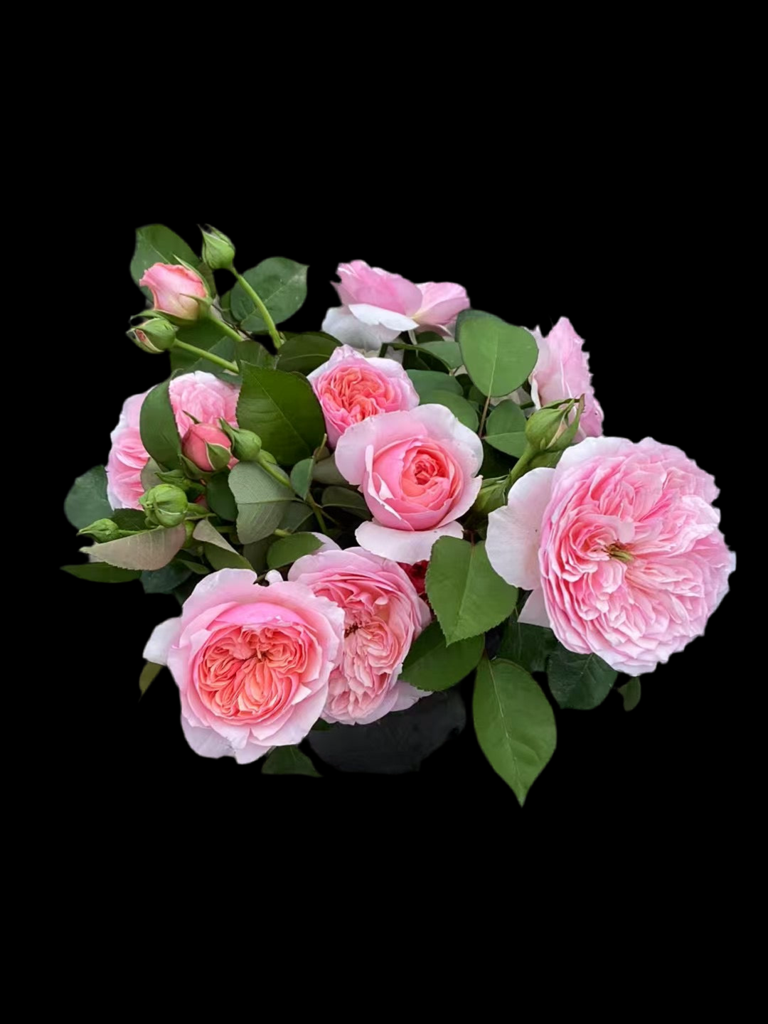 Romeo – Pink Chinese Florist Rose (Own Root)
