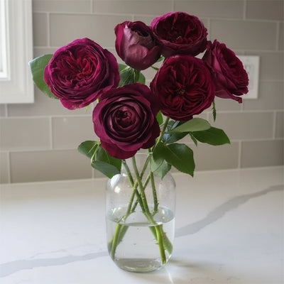 Royal Palace – Velvety Crimson Japanese Florist Rose (Own Root)