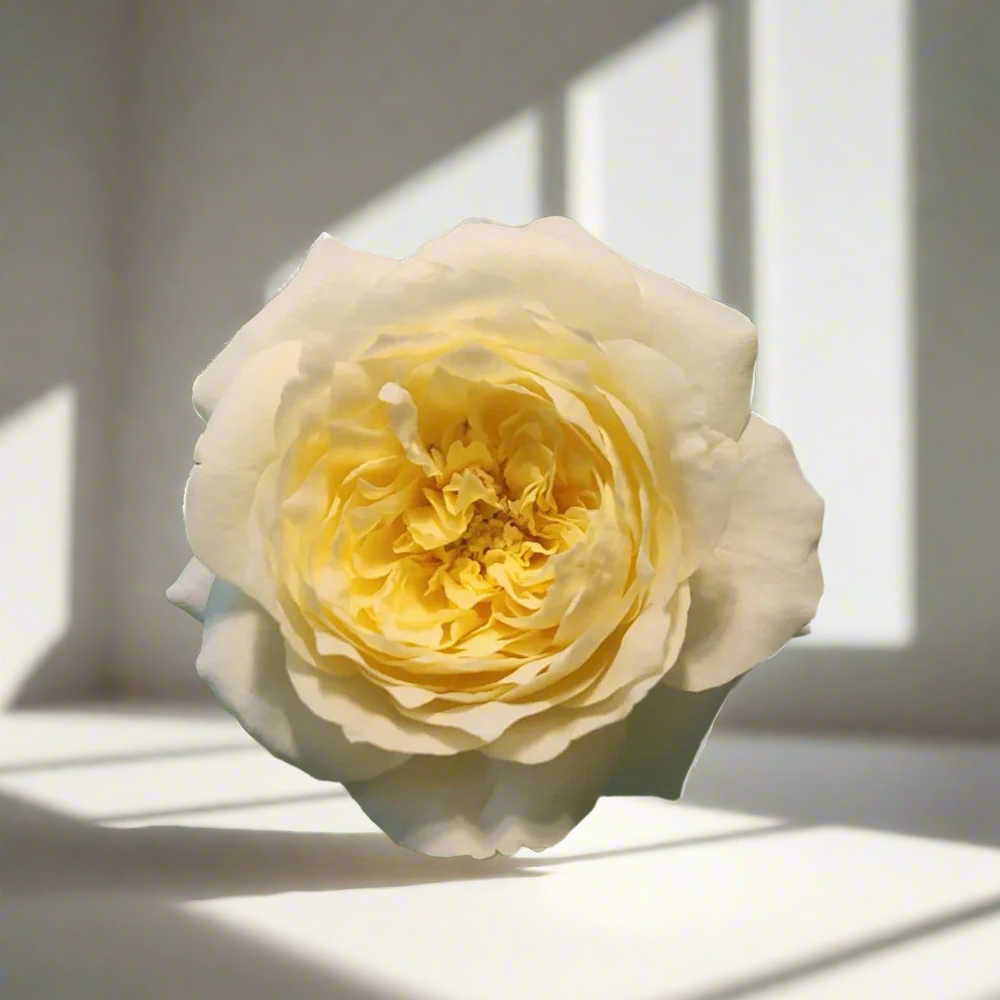 Royal Park – Cream & Blush Dutch Florist Rose (Own Root)