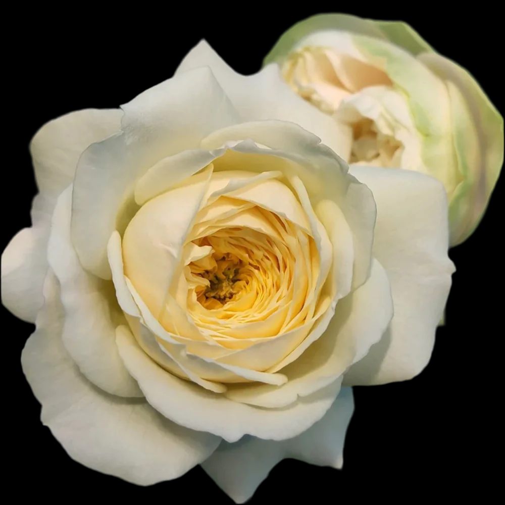 Royal Park – Cream & Blush Dutch Florist Rose (Own Root)