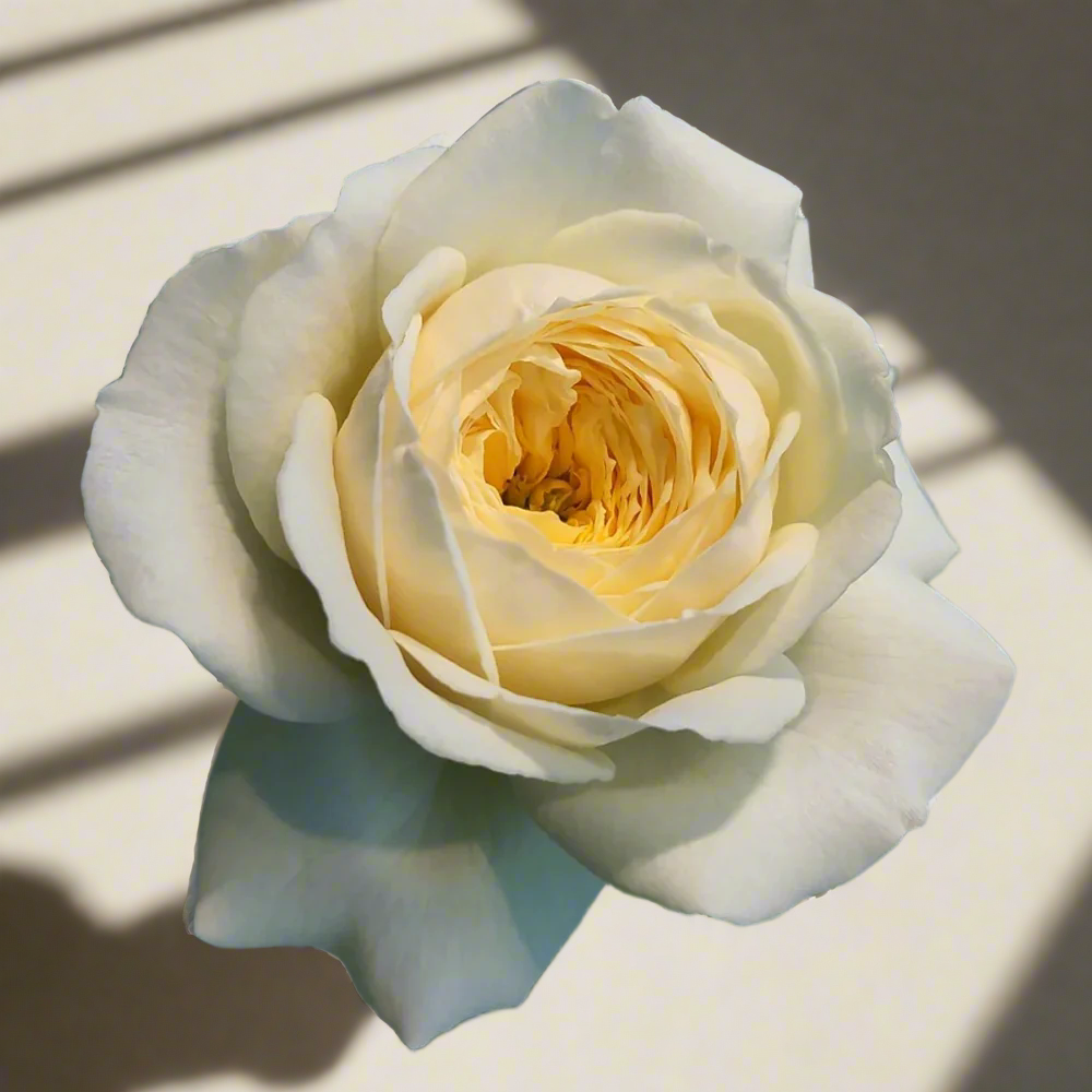 Royal Park – Cream & Blush Dutch Florist Rose (Own Root)