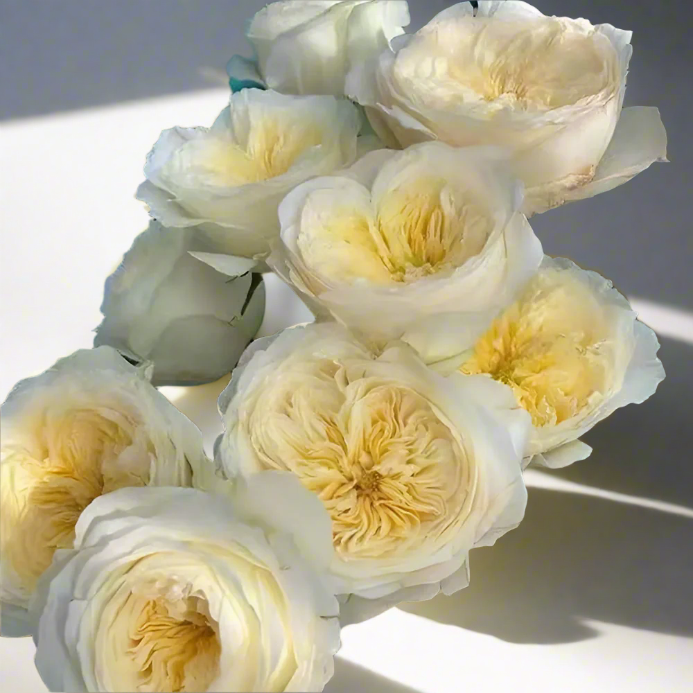 Royal Park – Cream & Blush Dutch Florist Rose (Own Root)