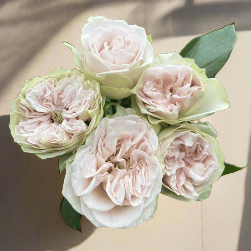 Shades of Grey – Gray-Purple Dutch Florist Rose (Own Root)