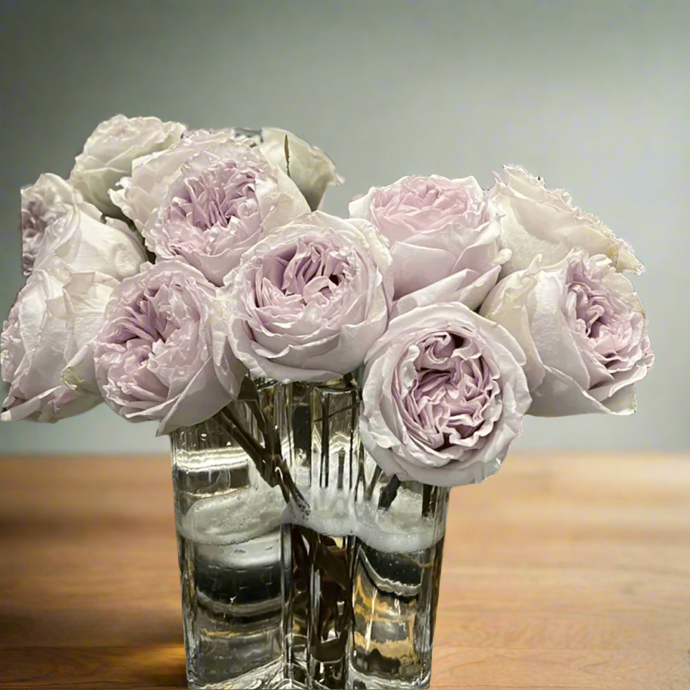 Shades of Grey – Gray-Purple Dutch Florist Rose (Own Root)