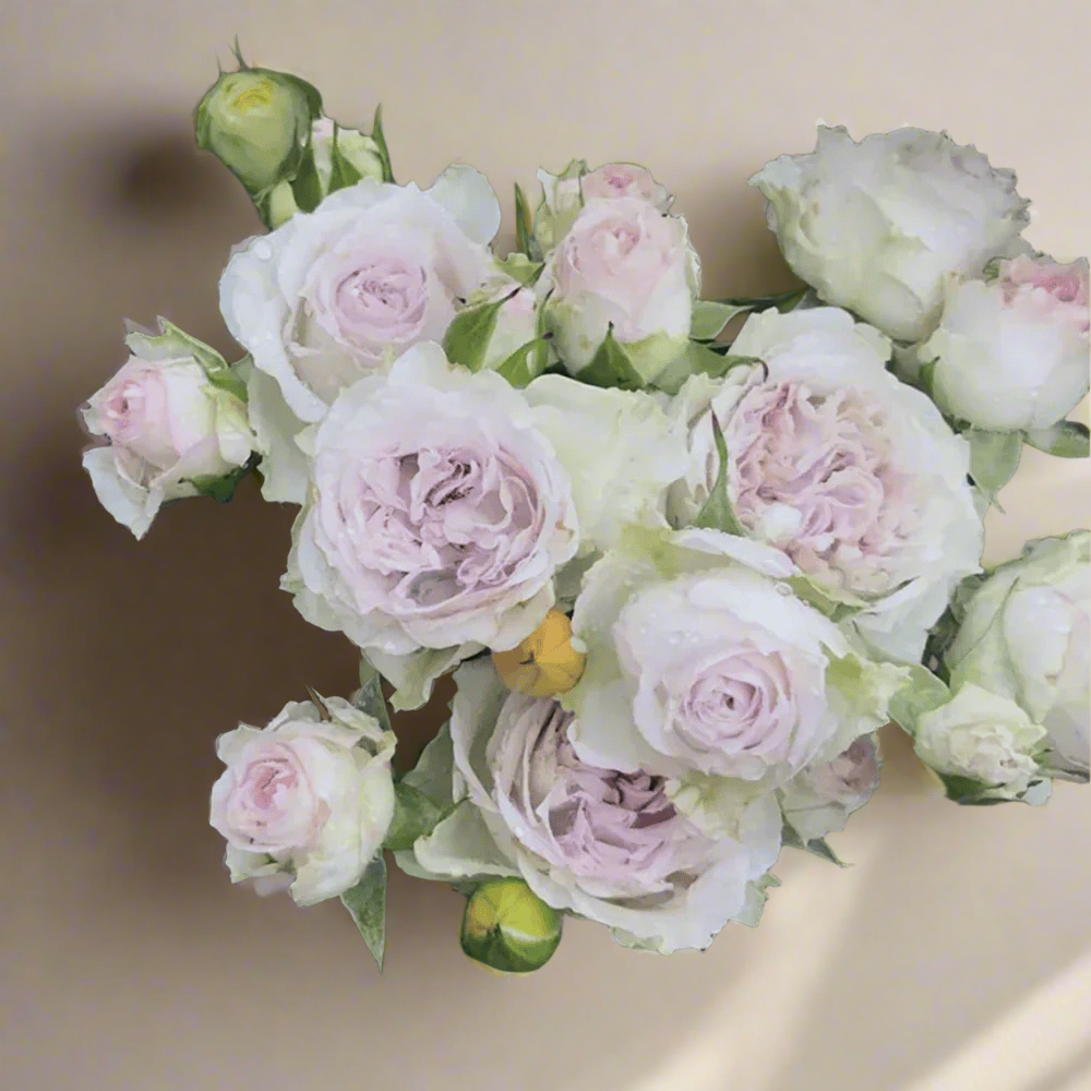 Shades of Grey – Gray-Purple Dutch Florist Rose (Own Root)